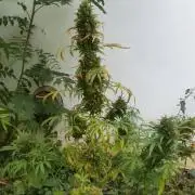 26 Grandfather Og autoflower