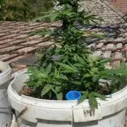 3 autoflower