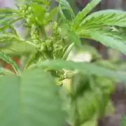 Godfather Og auto az első lehullott mag