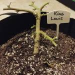 First Grow: Here We Go!