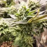 Sainte Fernande du citron pressé