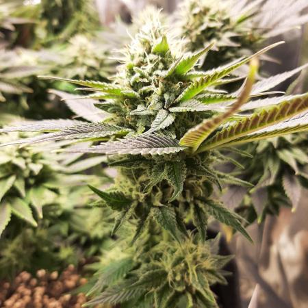 Sainte Fernande du citron pressé