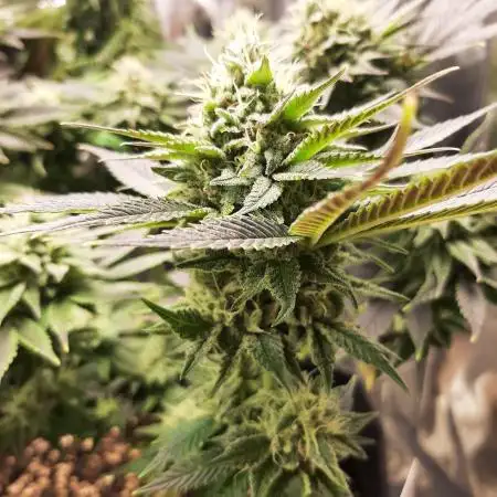 Sainte Fernande du citron pressé