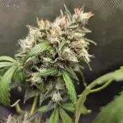 Crème glacée