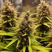 Mademoiselle Grosbourgeons