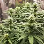 Mademoiselle Grosbourgeons