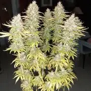 Mademoiselle Grosbourgeons