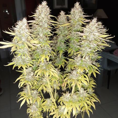 Mademoiselle Grosbourgeons