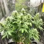 Mademoiselle Grosbourgeons