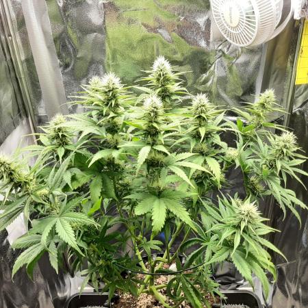 Mademoiselle Grosbourgeons