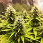 Mademoiselle Grosbourgeons