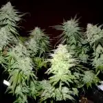 Sainte Fernande du citron pressé