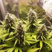 Mademoiselle Grosbourgeons