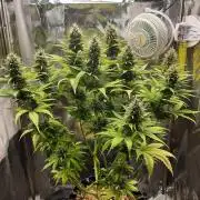 Mademoiselle Grosbourgeons