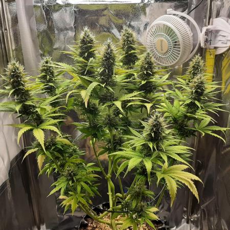 Mademoiselle Grosbourgeons