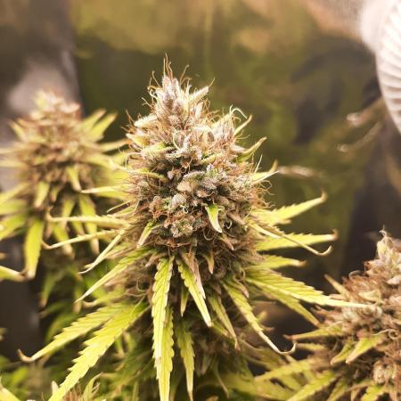 Mademoiselle Grosbourgeons