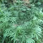 OutdoorGrow - Strains in the Tropics