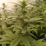 Eternity Grow Cup