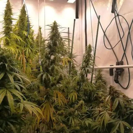 Gold , Haze and Purple