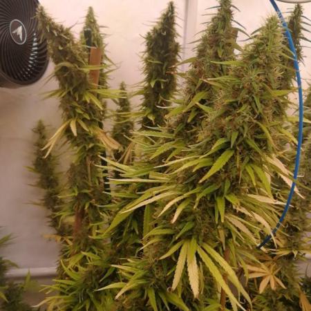 Gold , Haze and Purple