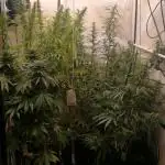 Gold , Haze and Purple