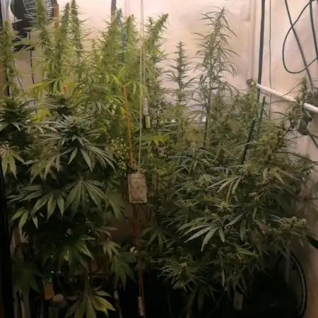 Gold , Haze and Purple