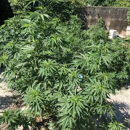 Orange Bud 