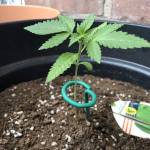 Fat banana automatic 