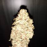 My passion- GreenCrack di FastBuds.