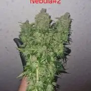 Mixed scrog 2