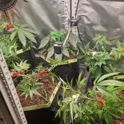 Mixed scrog 3