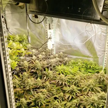 Mixed scrog