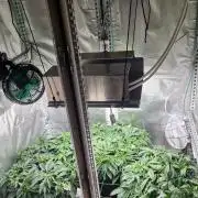 Mixed scrog 2