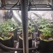 Mixed scrog 3