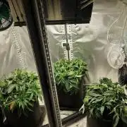 Mixed scrog 2