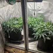 Mixed scrog 2