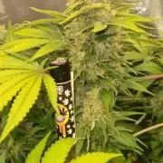 Mixed scrog 2