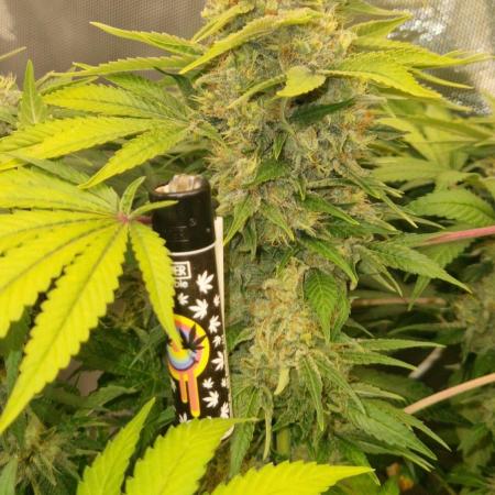 Mixed scrog 2