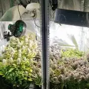 Mixed scrog