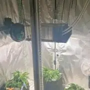 Mixed scrog 2