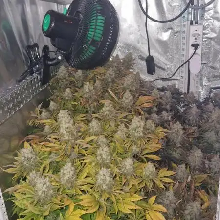 Mixed scrog