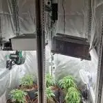 Mixed scrog