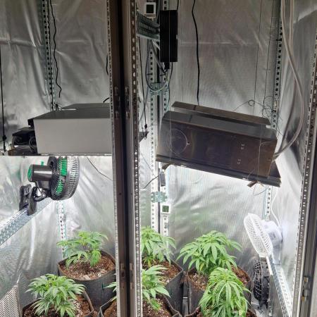 Mixed scrog