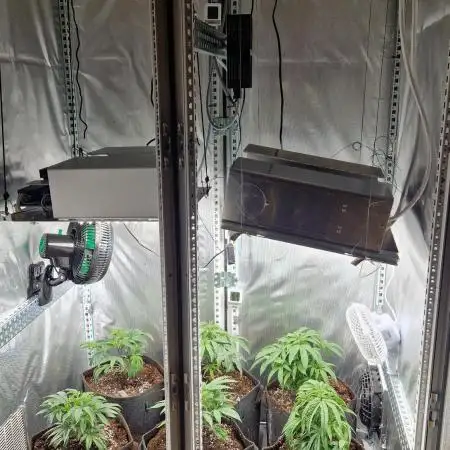 Mixed scrog