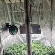 Mixed scrog 2