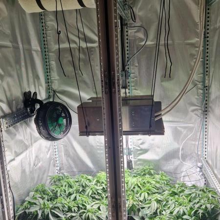 Mixed scrog 2