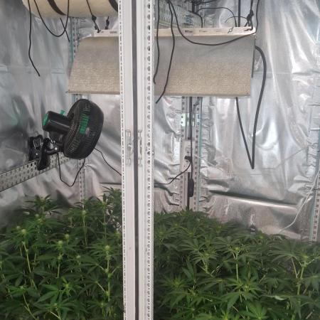 Mixed scrog 2