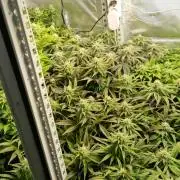 Mixed scrog