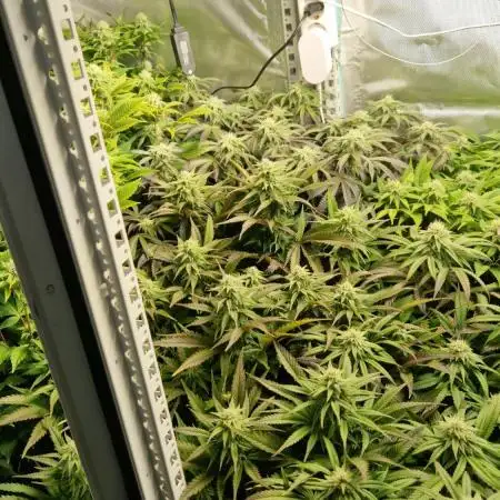 Mixed scrog