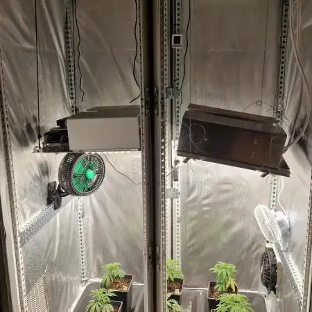 Mixed scrog